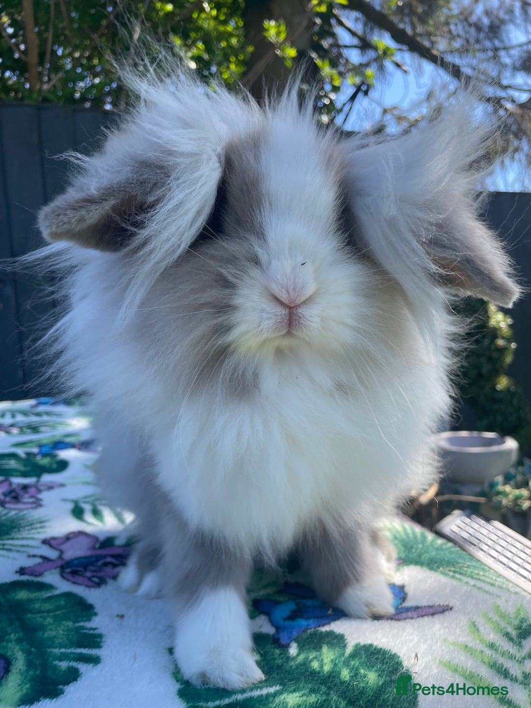 Mini Lion Lop rabbits for sale: Beautiful Lion Lop Girl in Cheadle - Image 3