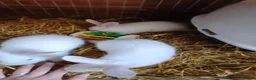 New Zealand rabbits for sale: NewZealand Whites - Advert 6