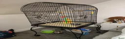 Cockatiels birds for sale: Cockatiel with cage and accessories for sale in Troon - Advert 4
