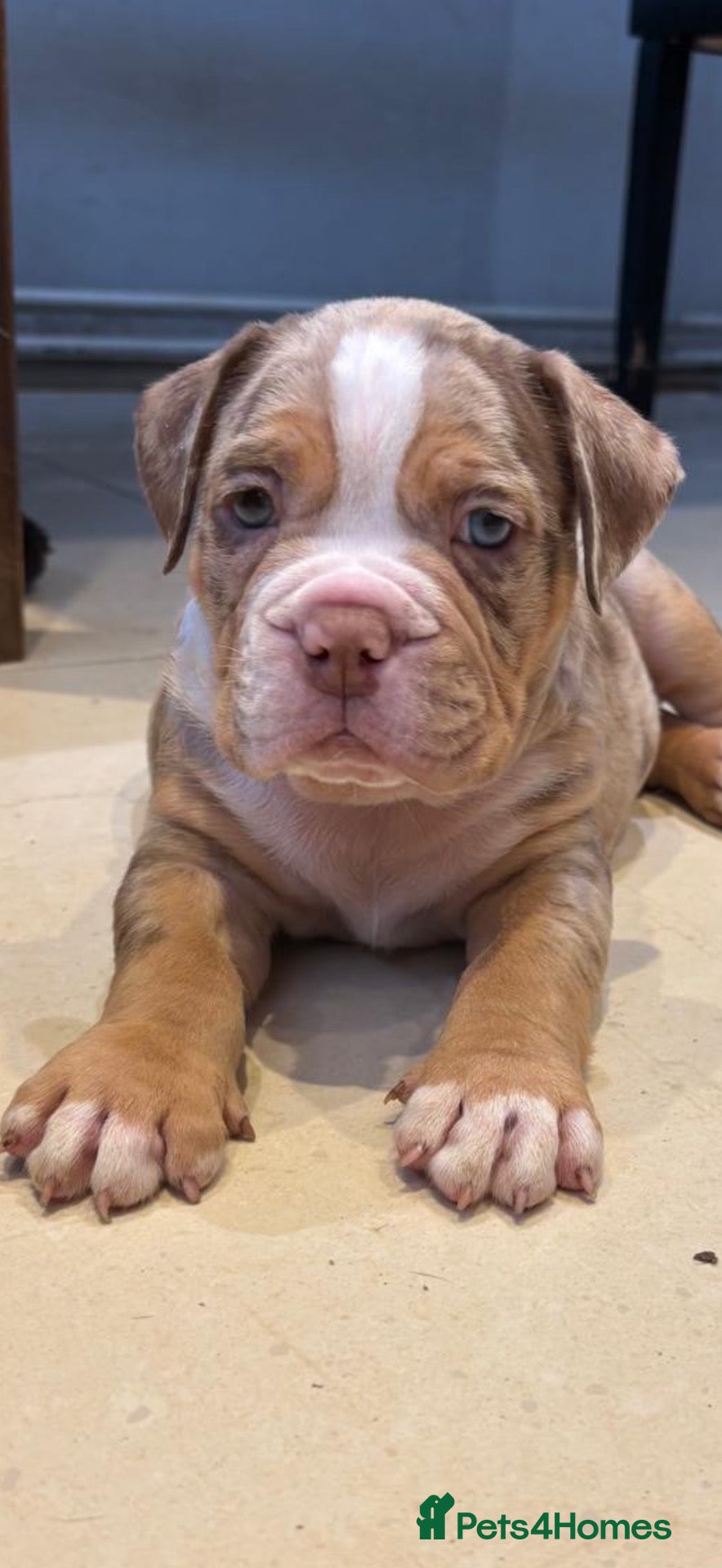 Olde English Bulldogge dogs Old English bulldogs  - Advert 2