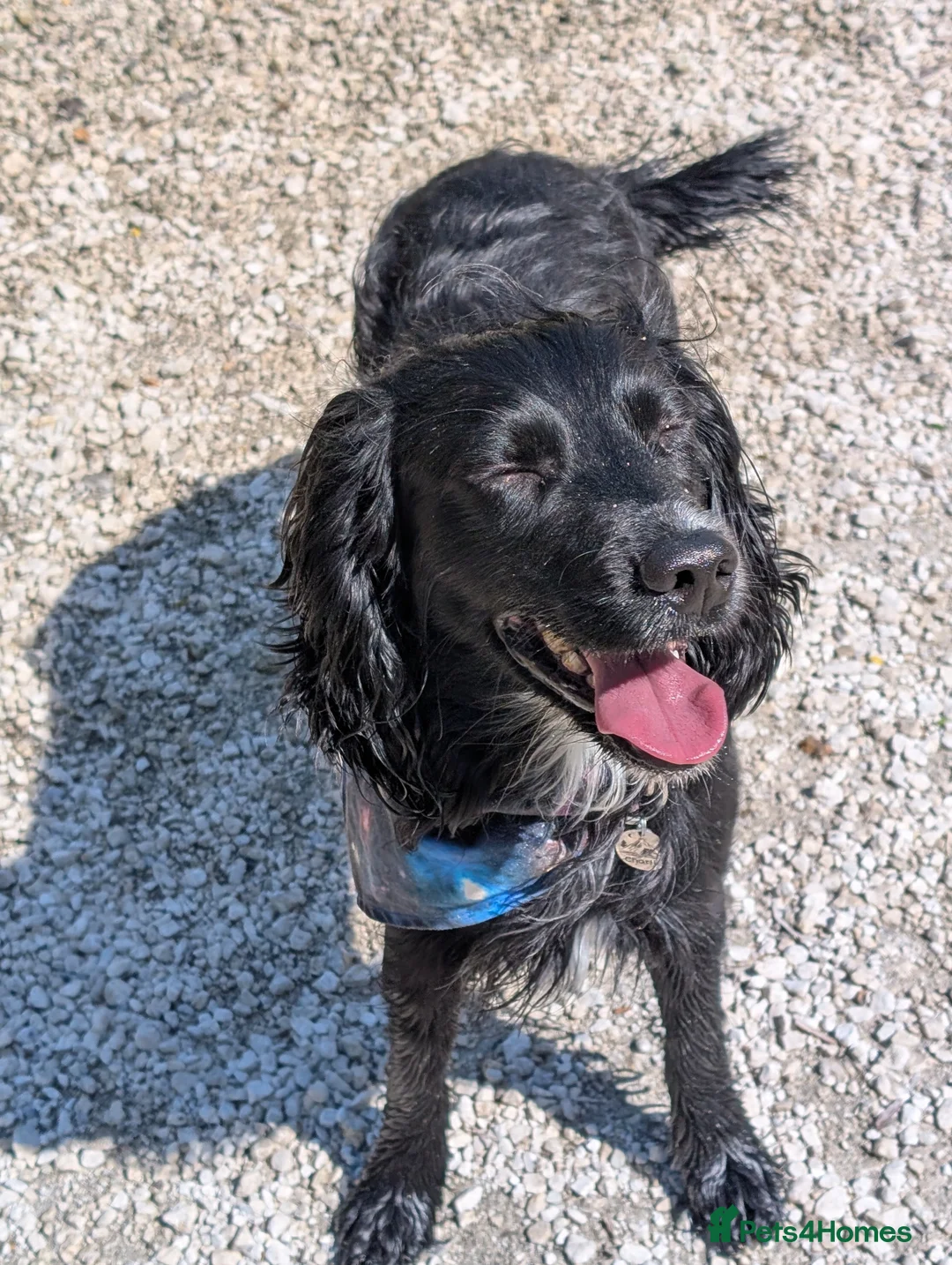 Cocker Spaniel dogs for stud: Cocker spaniel for stud in Hull - Advert 3