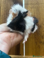 Guinea Pig rodents Baby Male Guinea pigs - Advert 2