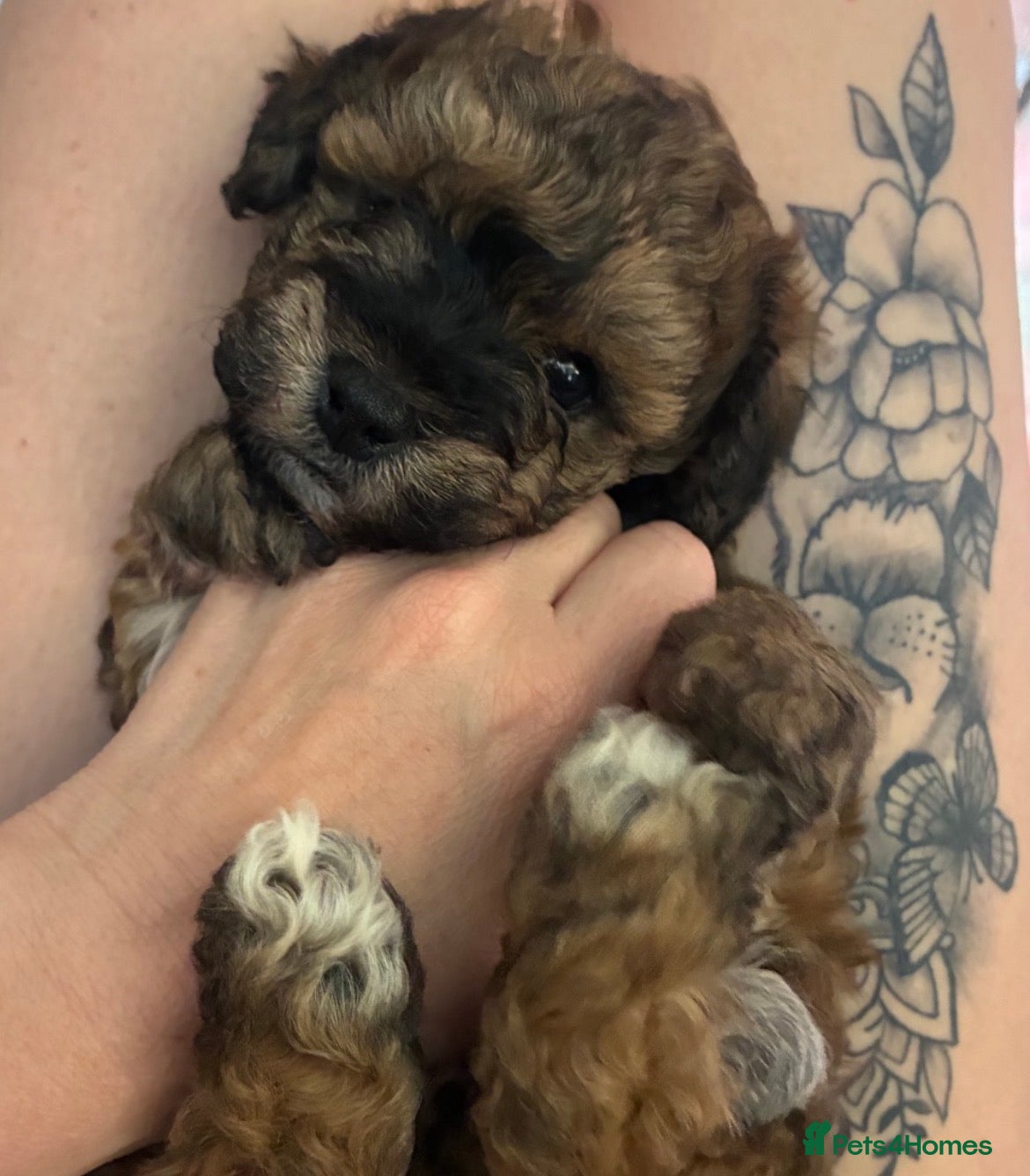 Mixed Breed dogs Boy ready to go  - Advert 1