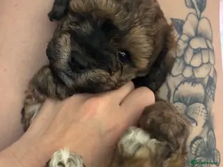 Mixed Breed dogs Boy ready to go - Advert 5