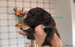 Australian Labradoodle dogs for sale: Home raised, DNA tested, Australian Labradoodles - Image 33