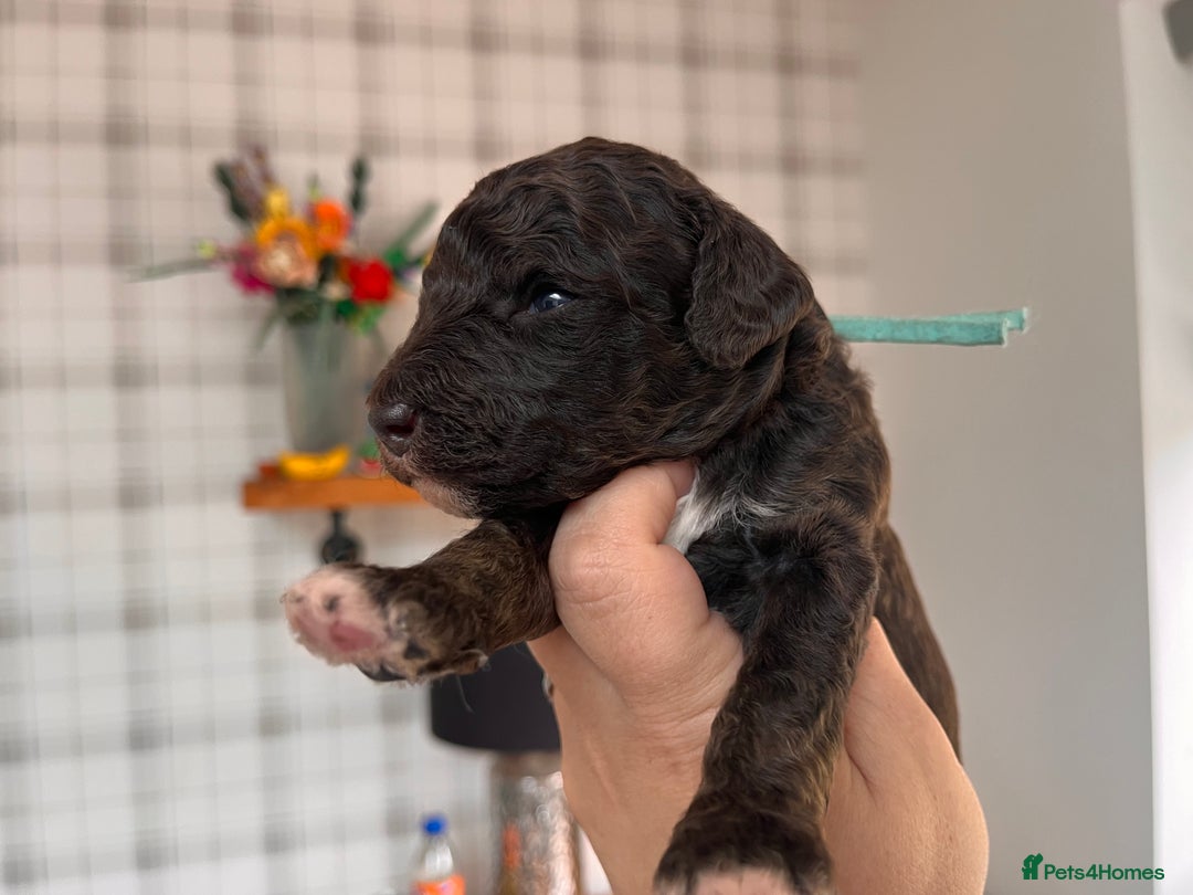 Australian Labradoodle dogs for sale: Home raised, DNA tested, Australian Labradoodles - Image 33