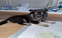 Siberian Husky dogs for sale: Beautiful Chunky Siberian Husky Puppies  - Image 28