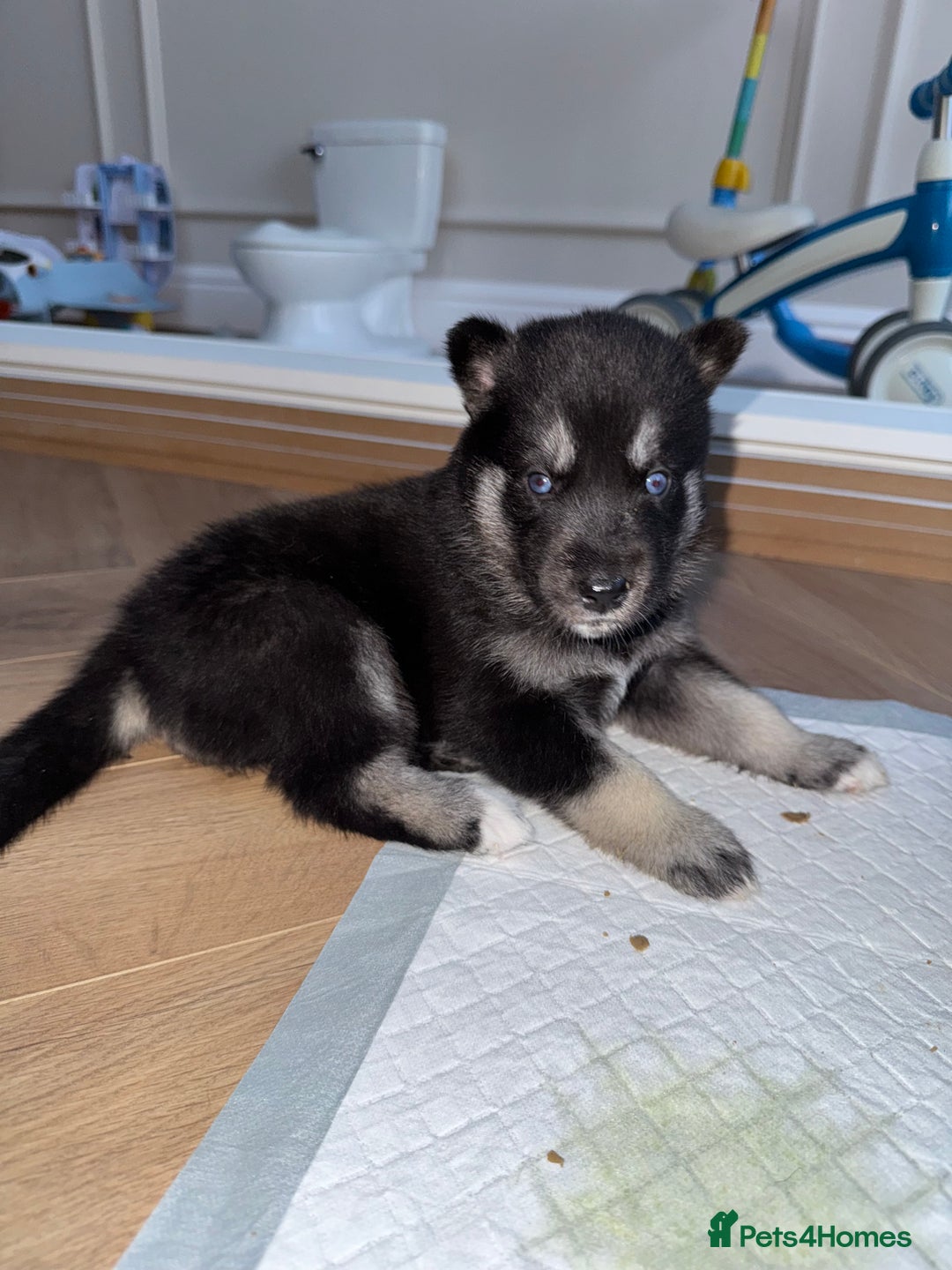 Siberian Husky dogs for sale: Beautiful Chunky Siberian Husky Puppies  - Image 28