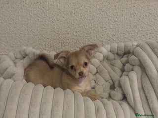 Chihuahua dogs Fluffy chihuahua girl 8 weeks old - Advert 1