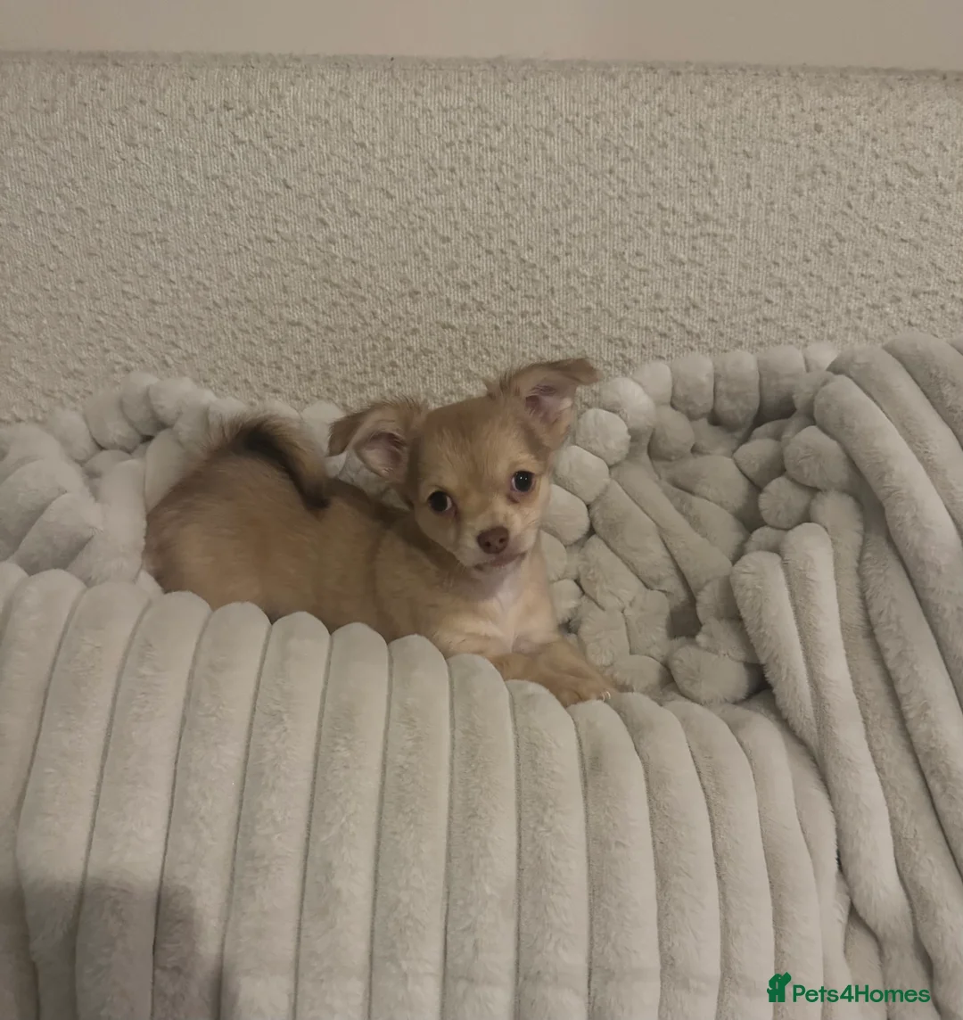 Chihuahua dogs for sale: Fluffy chihuahua girl 8 weeks old  - Advert 2