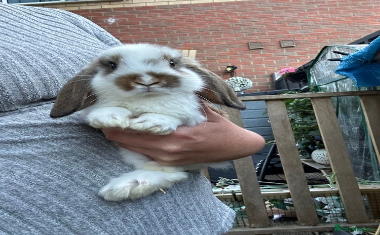 Mini Lop rabbits - Advert 9