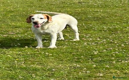 Mixed Breed dogs for sale: Chunky, Lab x Cocker  Fox Red Cockador pups - Image 15
