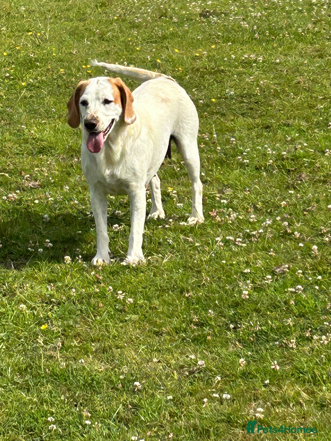 Mixed Breed dogs for sale: Chunky, Lab x Cocker  Fox Red Cockador pups - Image 15
