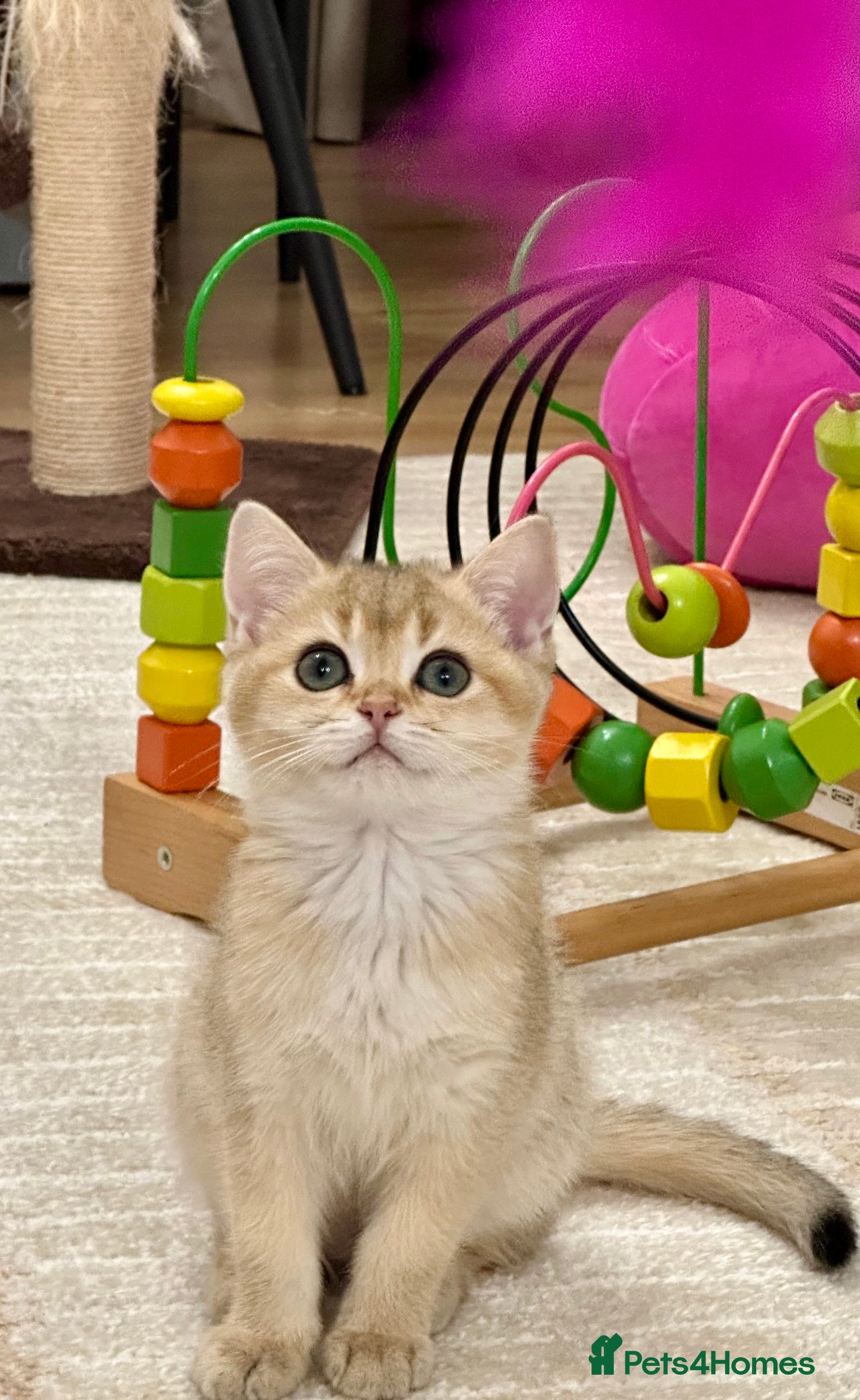 British Shorthair cats Last British Shorthair Golden kitten GCCF reg - Advert 11