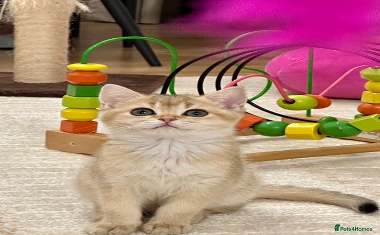 British Shorthair cats British Shorthair Golden kitten GCCF - Advert 12