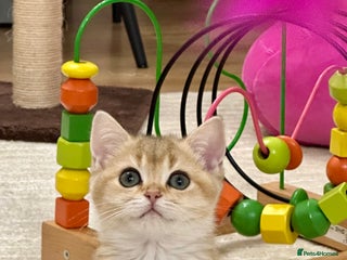 British Shorthair cats British Shorthair Golden kitten GCCF - Advert 18