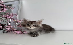 Maine Coon cats for sale: Stunning TICA Maine Coon girls - Image 17