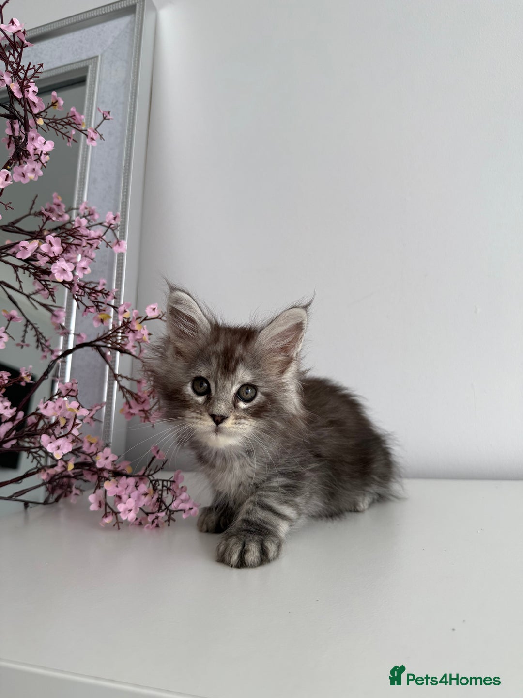 Maine Coon cats for sale: Stunning TICA Maine Coon girls - Image 17
