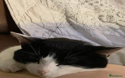 Mixed Breed cats for sale: Cara  - Image 4