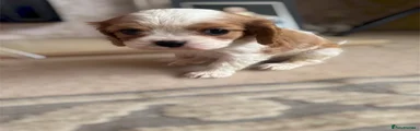 Cavalier King Charles Spaniel 1