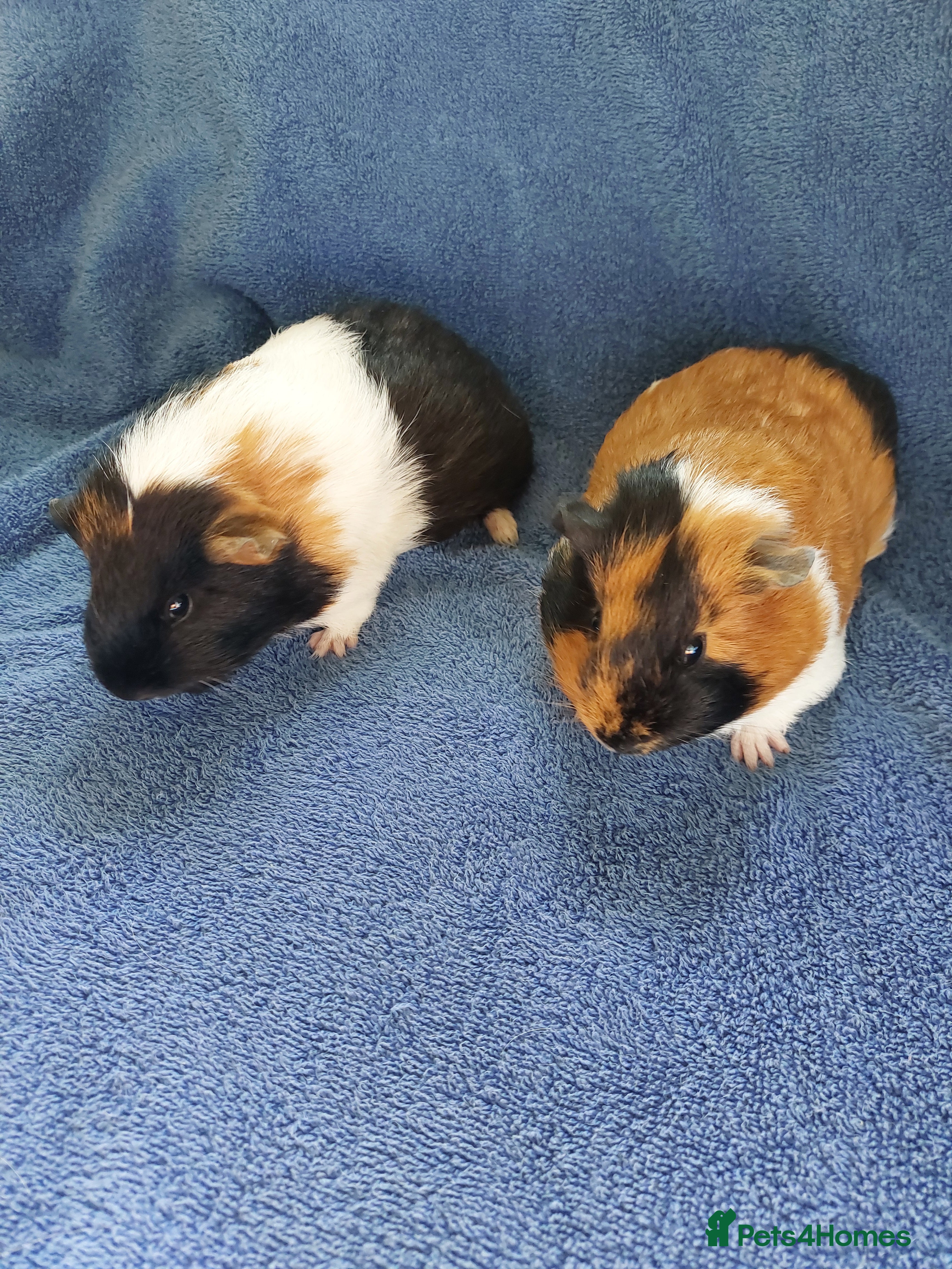 Guinea Pig rodents Scarlet & Jigsaw  - Advert 7
