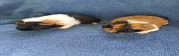 Guinea Pig rodents for sale: Scarlet & Jigsaw  - Advert 1
