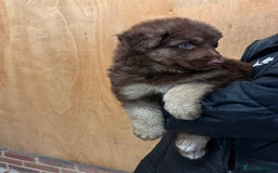 German Shepherd dogs for sale: Beautiful German Shepherd Puppies  - Image 8