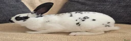 Rex rabbits for sale: Mini rex kits  - Advert 10