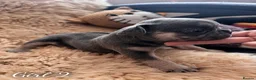 French Bulldog dogs for sale: 2 Female pedigree French bulldog puppies  - Advert 11