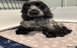 Cocker Spaniel dogs for sale: Show cocker spaniel  - Advert 20