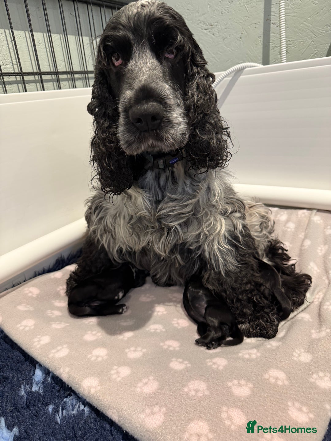 Cocker Spaniel dogs for sale: Show cocker spaniel  - Advert 20