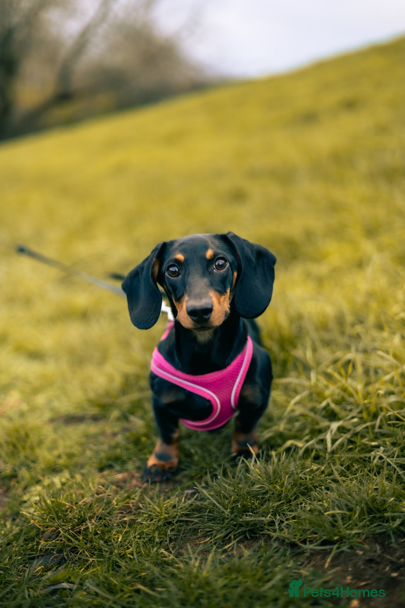 Miniature Dachshund dogs Olive - looking for a new loving home - Advert 12