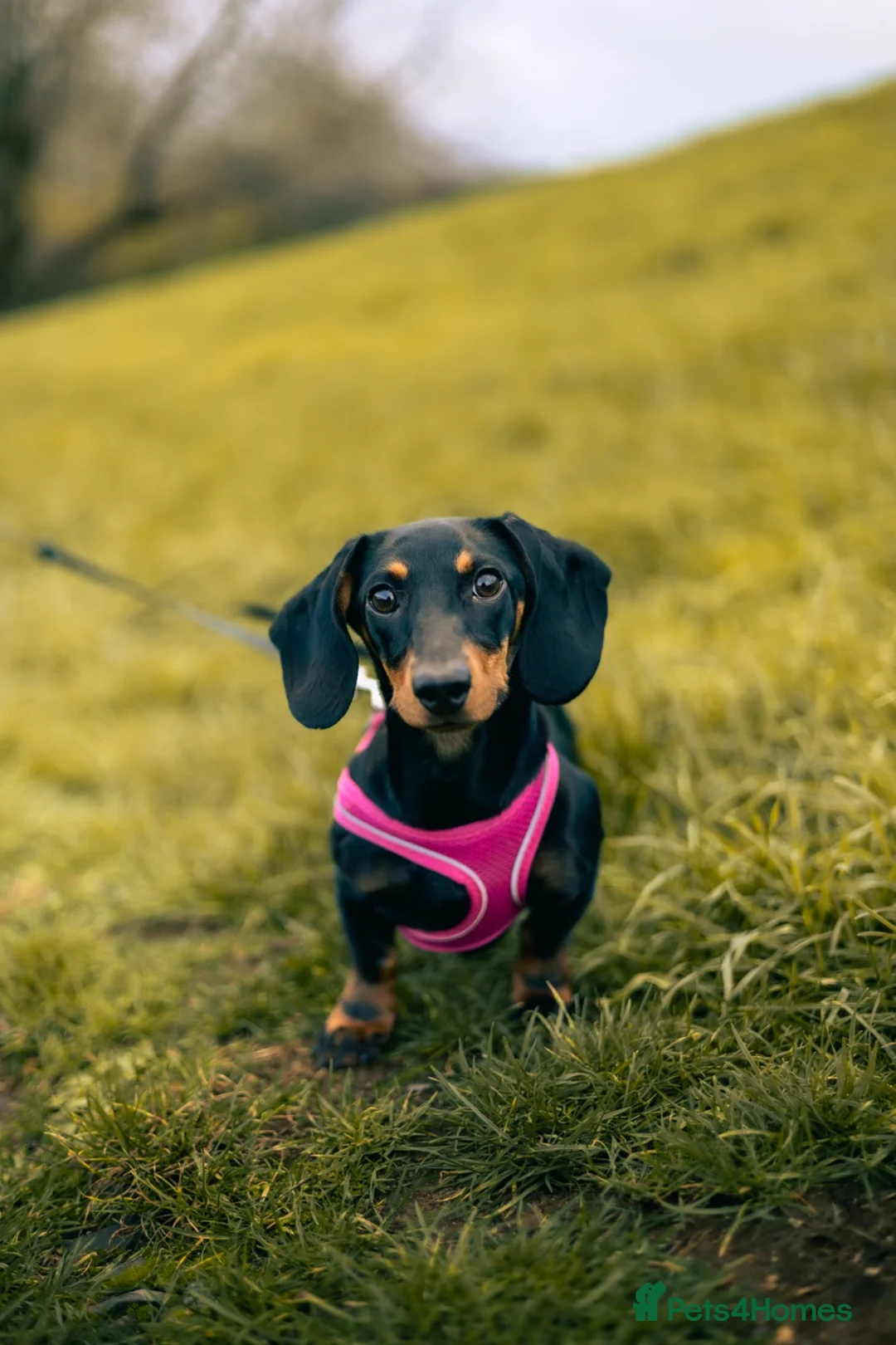 Miniature Dachshund dogs for sale: Olive - looking for a new loving home - Advert 1