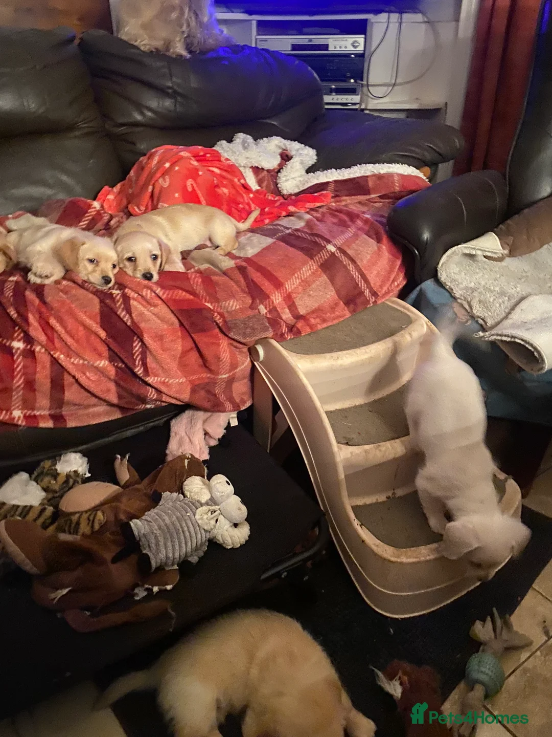 Mixed Breed dogs for sale: Daxie-CHON PUPPIES FOR SALE - Advert 20