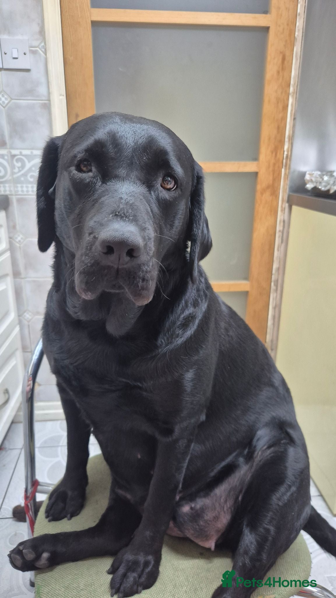 Labrador Retriever dogs Pure Labrador Retriever/ KC registered  - Advert 2