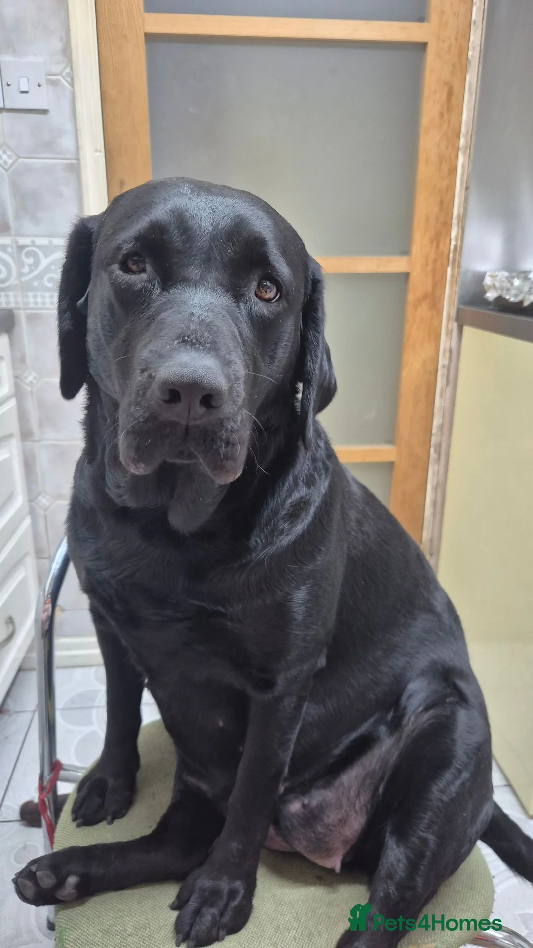 Labrador Retriever dogs for sale: Pure Labrador Retriever/ KC registered  - Advert 2