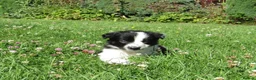 Border Collie dogs for sale: 5 Beautiful Border Collie Puppies  - Advert 37