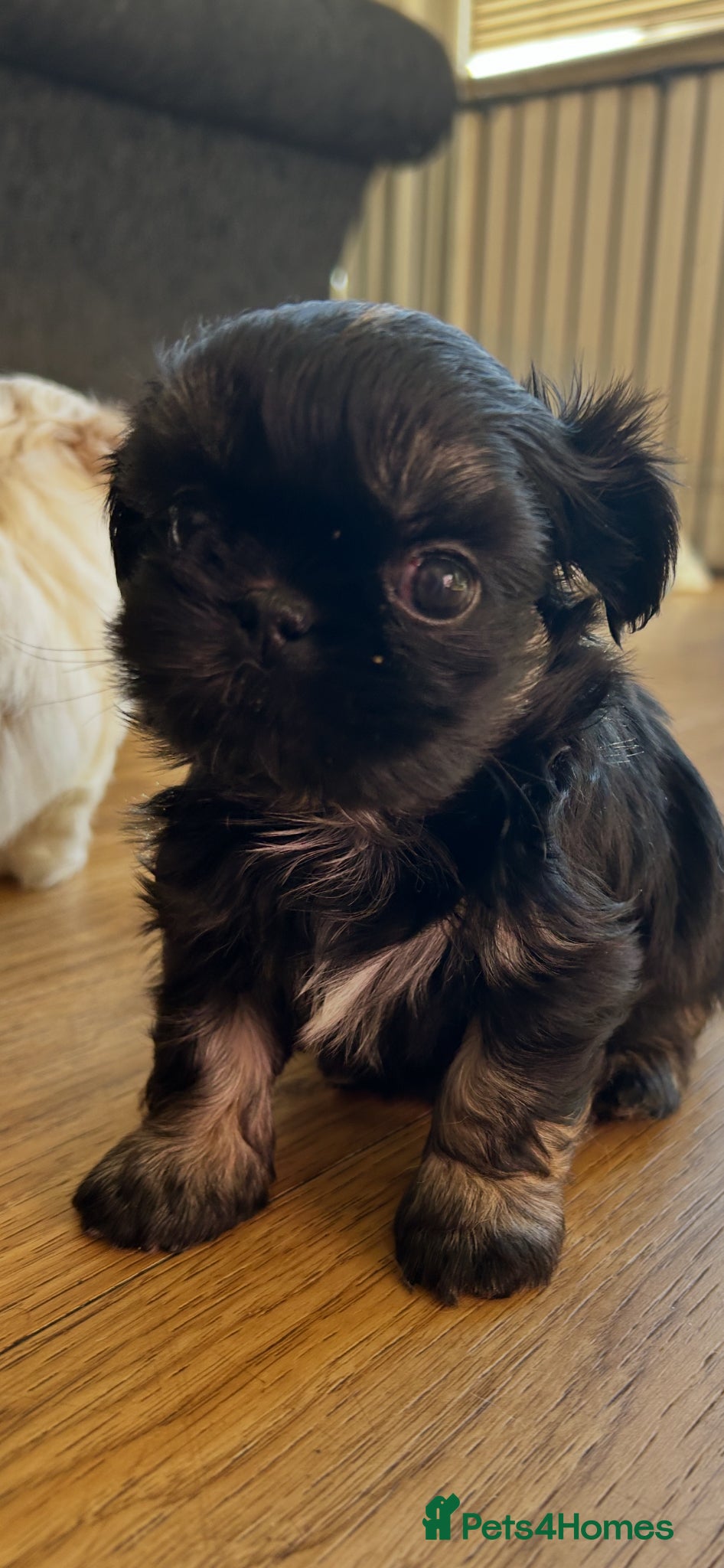 Shih Tzu dogs ❤️READY NOW tiny imperial dobie girl left ! - Advert 2