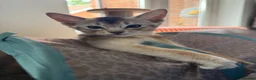 Abyssinian cats for sale: TICA Registered Abyssinian Kittens - Advert 11