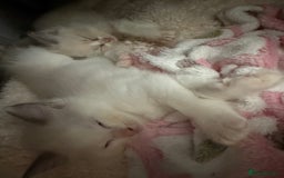 Ragdoll cats for sale: Blue bicolour babies 🐾 - Image 24