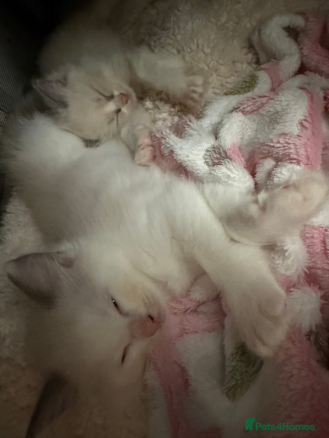 Ragdoll cats for sale: Blue bicolour babies 🐾 - Image 24