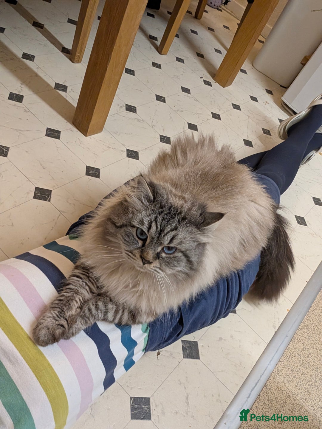 Siberian cats for sale: Litter "W" Neva Masquerade - Advert 13