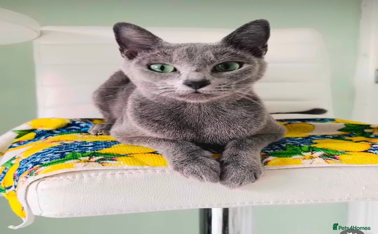 Russian Blue cats - Advert 13