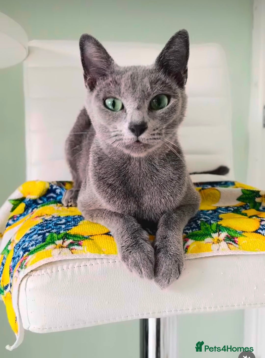 Russian Blue cats for sale: Pure pedigree Tica registered Russian blue girl  - Advert 1