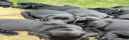 Labrador Retriever dogs for sale: Pedigree Labrador Puppies *Final puppy remaining* - Advert 12