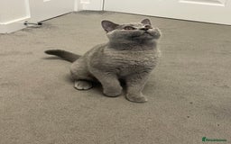 British Shorthair cats for sale:  BRITISH SHORTHAIR BOYS AVAILABLE  - Image 10