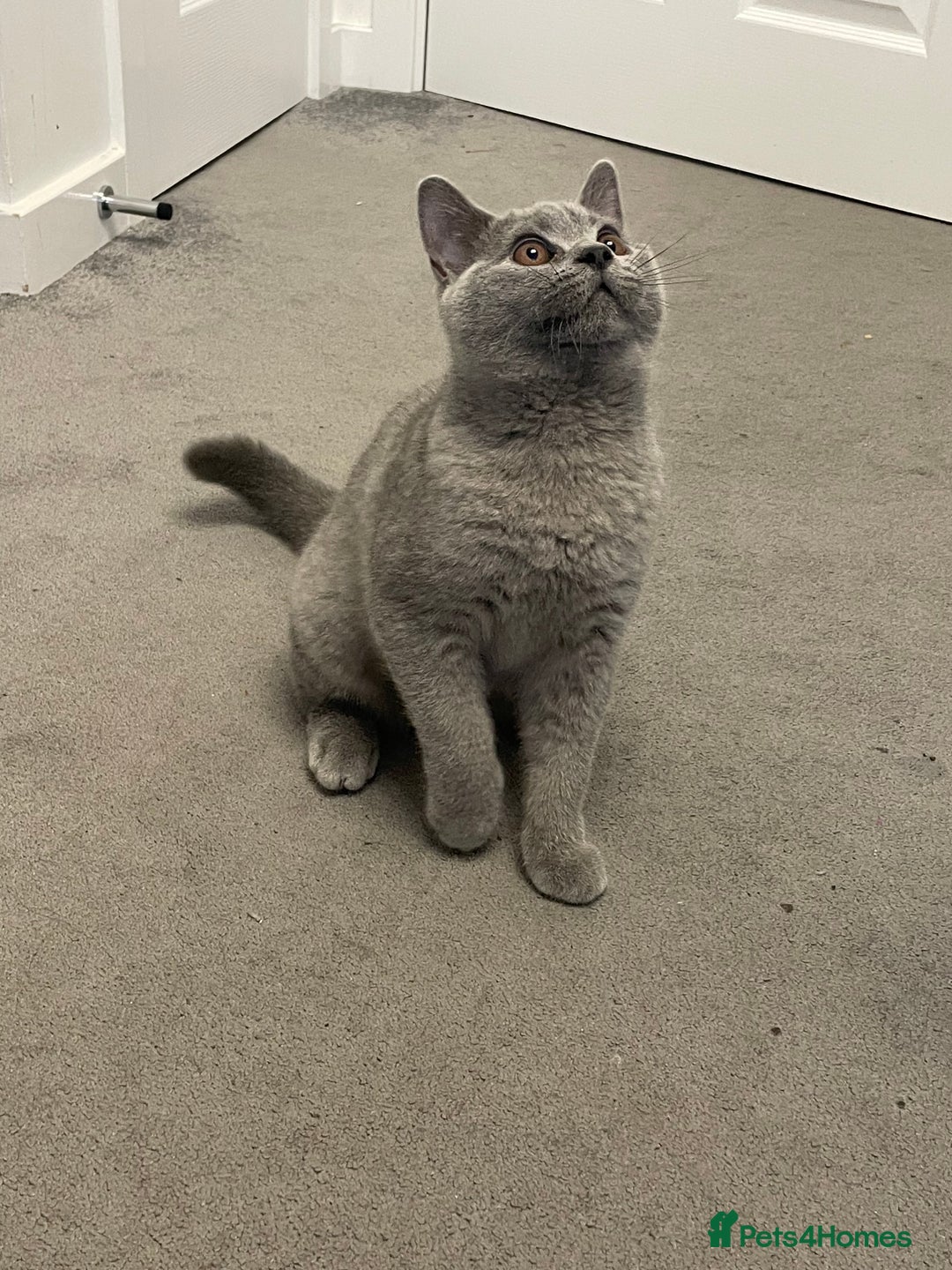 British Shorthair cats for sale:  BRITISH SHORTHAIR BOYS AVAILABLE  - Image 10