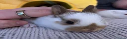 Mixed Breed rabbits for sale: Gorgeous mixed dwarf lop bunnies  - Advert 28