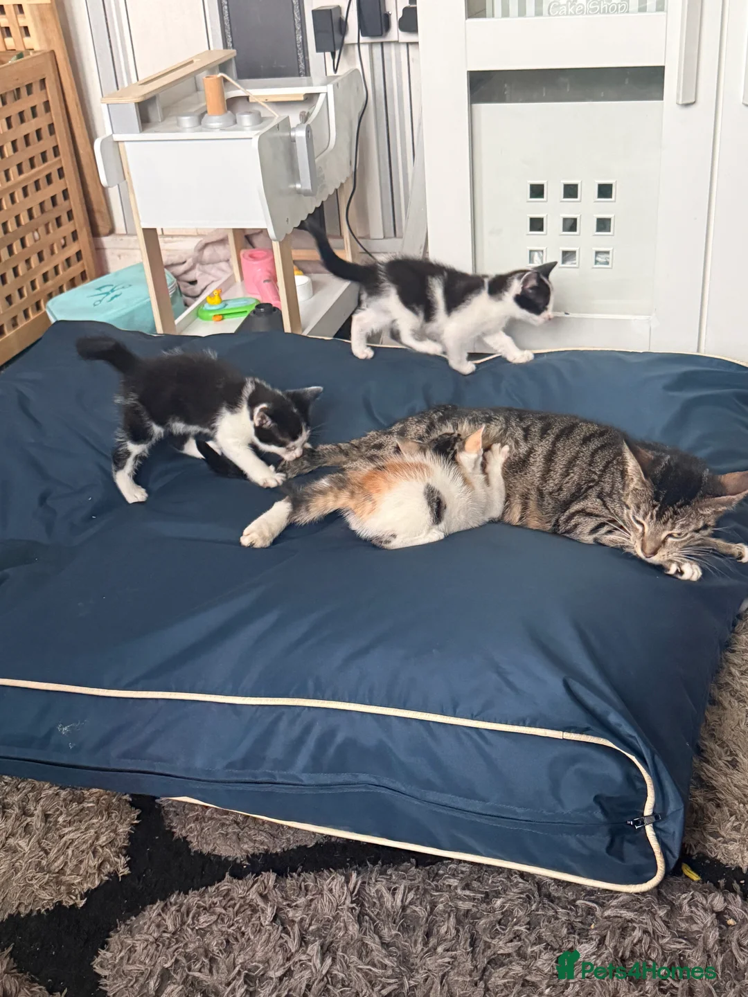 Mixed Breed cats for sale: Gorgeous Kitten - Advert 2