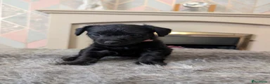 Mixed Breed Puppy 3